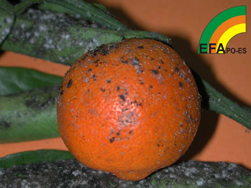 Aleurothrixus floccosus >> Aleurothrixus floccosus - Sintomas en fruto.jpg